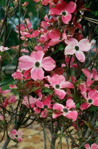 Dogwood+tree+leaves+turning+red
