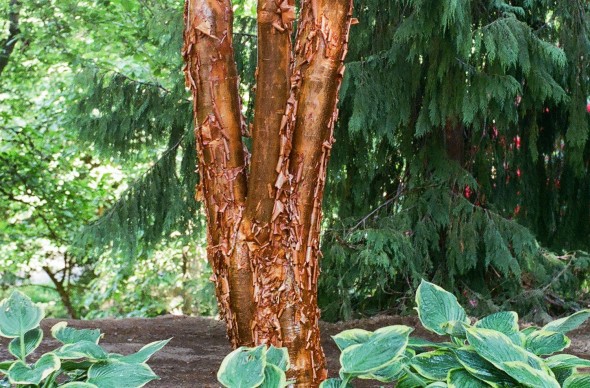 Dogwood+tree+bark+peeling